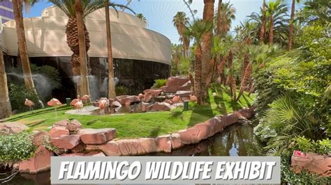 flamingo hotel wildlife habitat|flamingo hotel las vegas website.